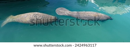Manatees are large, fully aquatic, mostly herbivorous marine mammals sometimes known as sea cows. 