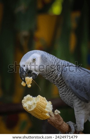 African grey parrot perched in a cage eating corn