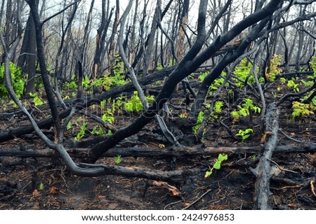 New life begins to emerge from the twisted and fallen tree limbs following a devastating wild fire Royalty-Free Stock Photo #2424976853