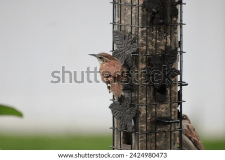 A carolina wren perched on a bird feeder filled with bird seed.