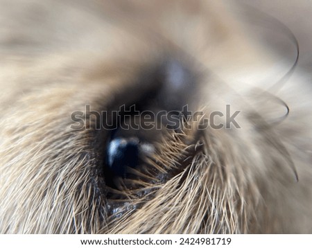 Close up picture of Dogs eyes .