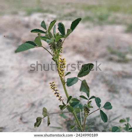 It's a beautiful picture of yellow, sweet clover . clover herb flower 