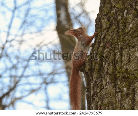 Bushy-tailed squirrel in the spring park Royalty-Free Stock Photo #2424993679