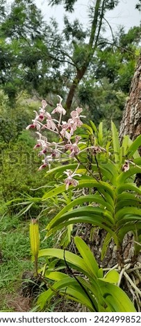 Vanda tricolor. Vanda tricolor is a species of orchid occurring in Laos and from Java, Bali, Lombok and Sumbawa.