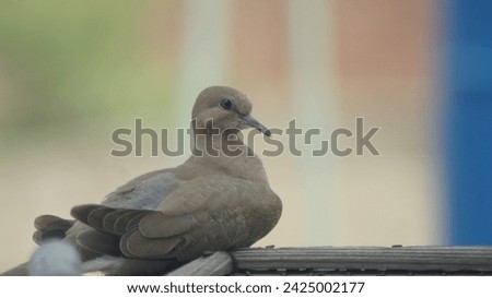 Close and best picture of dove with blur background.