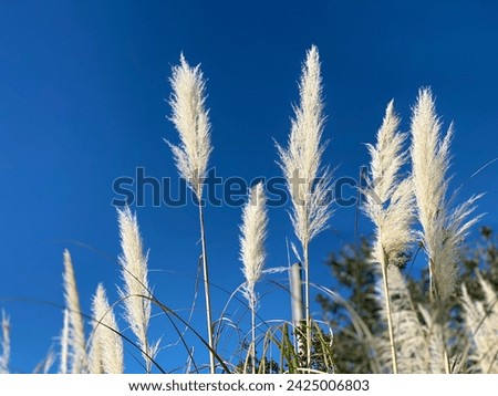 Pompous grass in North Carolina
 Royalty-Free Stock Photo #2425006803