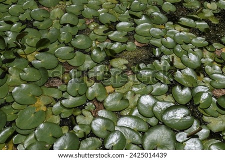 water lily leaves and water drops.American water lily pads (Nymphaea odorata) floating on water.