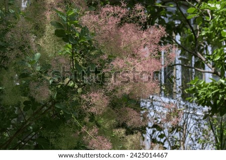 Smoke bush, Cotinus coggygria, is deciduous shrub that's also commonly known as royal purple smoke bush, smokebush, smoke tree and purple smoke tree. Royalty-Free Stock Photo #2425014467
