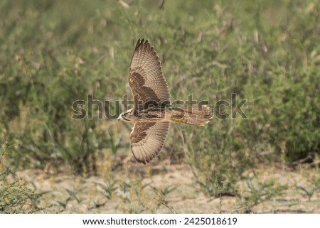 Lanner falcon - Falco biarmicus with spread wings in flight with green vegatation in background. Photo from Kgalagadi Transfrontier Park in South Africa