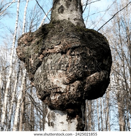 Huge Birch Chaga mushroom parasitizes on trunk of tree. Black exterior conk, Charcoal-like mass. Inonotus obliquus, sterile mycelial mass. Chaga fungus to cause decay within the living birch tree. Royalty-Free Stock Photo #2425021855