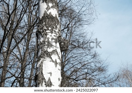 Birch Chaga mushroom grows high on trunk of tree. Inonotus obliquus, sterile mycelial mass. Black exterior conk, Charcoal-like mass. Chaga fungus to cause decay within the living birch tree. Royalty-Free Stock Photo #2425022097
