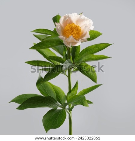 Delicate white peony flower with yellow center isolated on gray background.