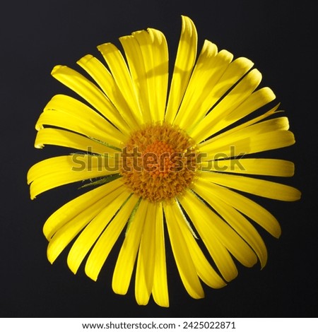 Bright yellow daisy-shaped flower isolated on a black background.