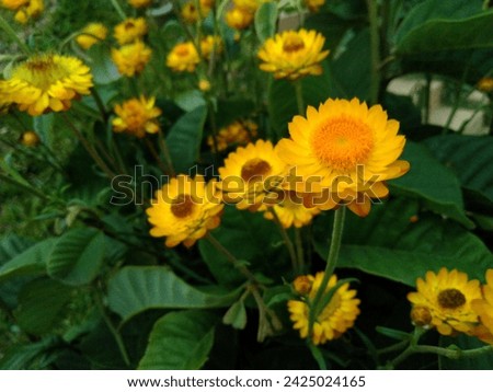 Close-up of a bunch of yellow flowers surrounded by green leaves
