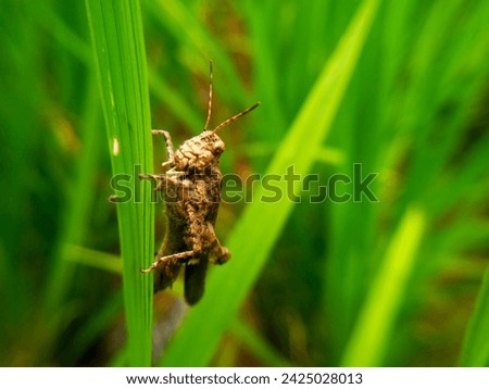 Leaf grasshopper. Pezotettix giornae is a species of 'short-horned grasshopper' and belongs to the subfamily Pezotettiginae Pezotettix giornae. · Royalty-Free Stock Photo #2425028013