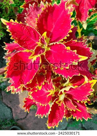 Stunning stock image of Coleus(spur flower,Flybush,Hullwort,Hedgehog flower) reddish yellow opposite leaves bright foliage ornamental outdoor garden shrub hd hi-res macro photo with details top view.