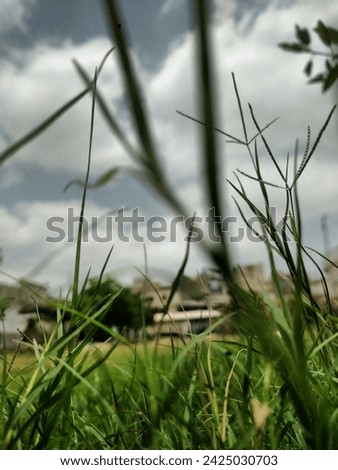 Grass picture of garden blur effect