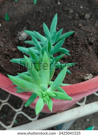 Stunning stock image of sedum Sediforme(Turquoise tail,Pale Stone crop,Ornamental rock garden plant) green pointed leaves with details,planted on a earthen pot jpg hd hi-res photo picture.