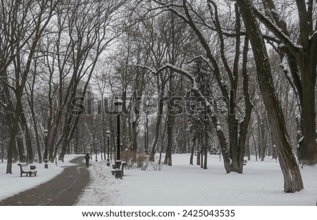 Alley of the Mariinsky Park in Kyiv, leading along snow-covered trees