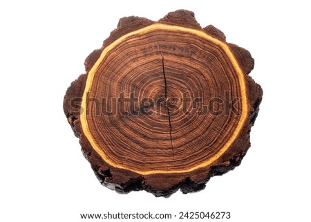 Acacia wood stump. Tree rings pattern isolated