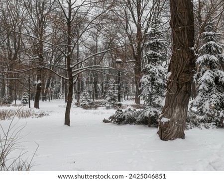 Winter day in Mariinsky Park in Kyiv
