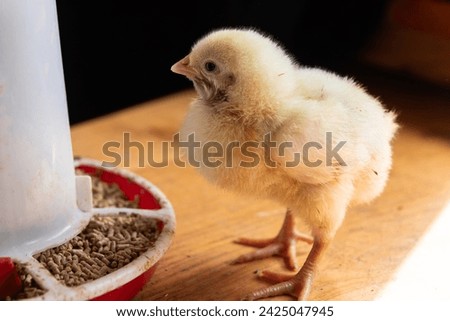 A small newborn yellow broiler chicken eats from a feeder. Agricultural industry