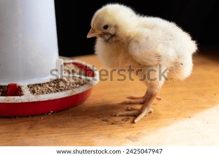 A small newborn yellow broiler chicken eats from a feeder. Agricultural industry