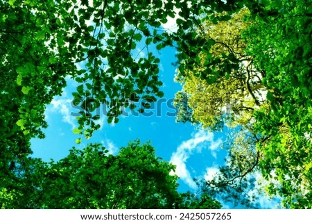 Summer forest trees foliage canopy, blue sky and sun is shining. Green tree branches framing the clear blue sky. Bright sunshine through the leaf canopy. Vibrant green and blue summer photography.