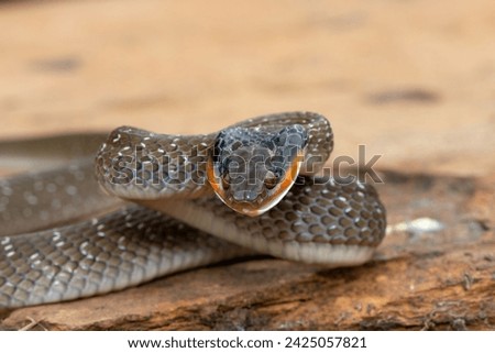 An adult Red-lipped herald Snake (Crotaphopeltis hotamboeia) in a defensive striking pose Royalty-Free Stock Photo #2425057821