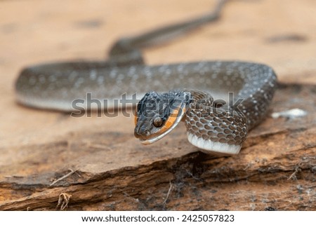 An adult Red-lipped herald Snake (Crotaphopeltis hotamboeia) in a defensive striking pose Royalty-Free Stock Photo #2425057823