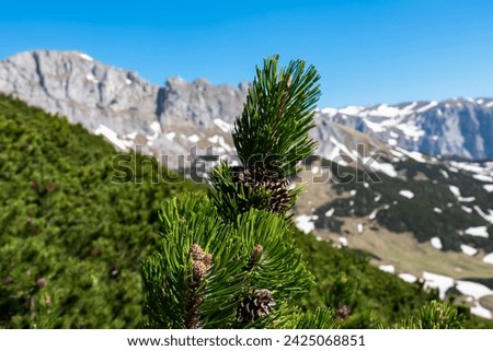 Selective focus on mountain pine with panoramic view of majestic mountain peak Edelspitz, Hochschwab mountain region, Styria, Austria. Scenic hiking trail in Austrian Alps. Wanderlust alpine spring Royalty-Free Stock Photo #2425068851
