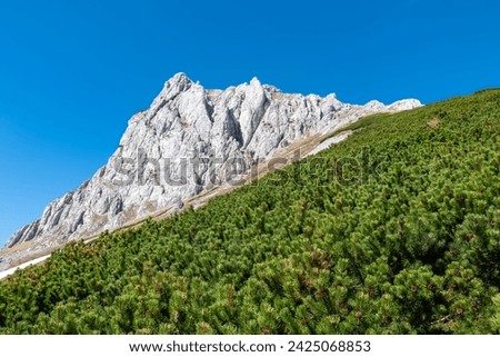 Field of mountain pine with panoramic view of majestic mountain peak Foelzstein in Hochschwab mountain region, Styria, Austria. Scenic hiking trail in remote Austrian Alps. Wanderlust alpine spring Royalty-Free Stock Photo #2425068853