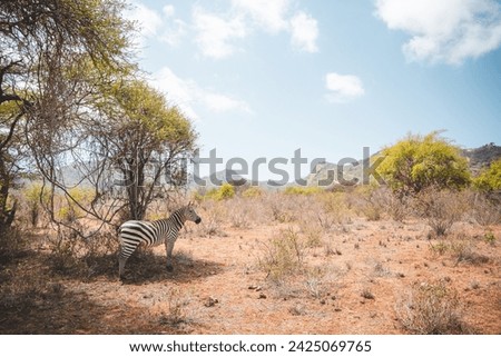 African Zebra standing calmly in Kenyan bush. 