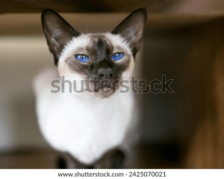 A purebred Siamese cat with a wedge shaped head, seal point markings and bright blue eyes Royalty-Free Stock Photo #2425070021