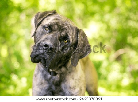 A brindle Cane Corso Italian Mastiff dog looking at the camera and listening with a head tilt Royalty-Free Stock Photo #2425070061