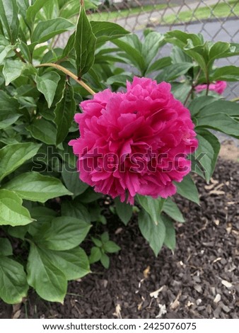 Pink peony in the summertime
