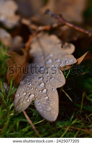Leaf of the oak ( Quercus  ) in autumn on the natural background. Drops of the rain on brown leaf. Macro. Side view. Selective focus.