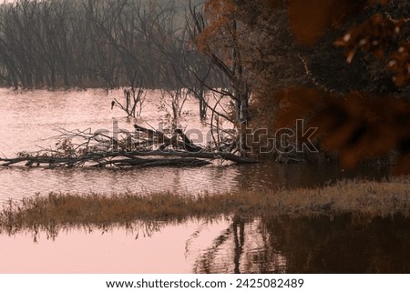 beautiful photograph of vellode bird sanctuary sunset dawn lake mangrove swamp sunrays reflection twilight forest island dead trees perch bushes india backwaters empty negative space ecotourism grass