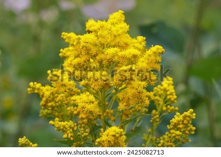 Close-up picture of bright yellow blossom of Canada goldenrod invasive wildflower growing in the wild.
