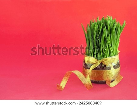 Prophetic sprouts of wheat to celebrate Navruz. The holiday of the spring equinox.
