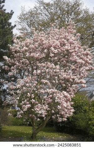Tulip Magnolia fully flowering on the tree,is a hybrid flowering plant in the genus Magnolia and family Magnoliaceae. It is a deciduous tree with large, early-blooming flowers.