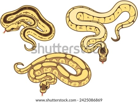 Vector image, three ball pythons (Python regius) of different morphs