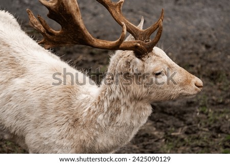 Close-up of a young male Albino deer. Young male white deer. Young male white stag (Cervidae) Royalty-Free Stock Photo #2425090129