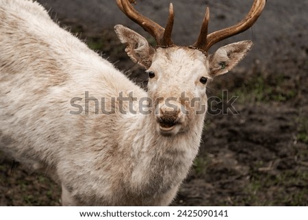 Close-up of a young male Albino deer. Young male white deer. Young male white stag (Cervidae) Royalty-Free Stock Photo #2425090141