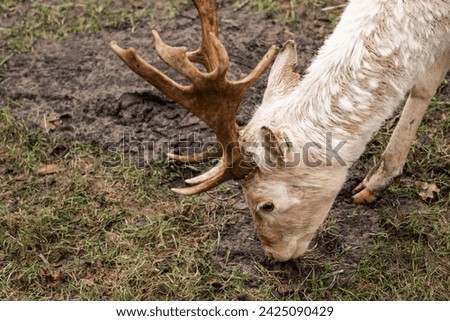 Close-up of a young male Albino deer. Young male white deer. Young male white stag (Cervidae) Royalty-Free Stock Photo #2425090429