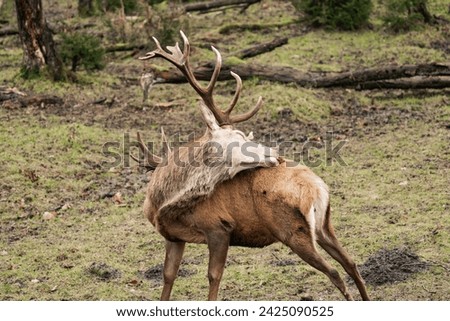 Close-up of a male deer stag buck with huge antlers cleaning his fur in the woods (Cervidae)