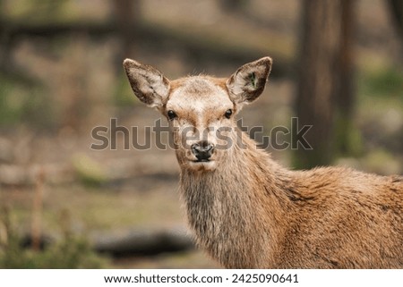 Close-up of a young female deer isolated (Cervidae) Royalty-Free Stock Photo #2425090641