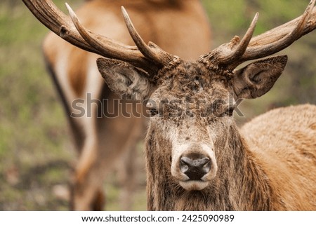 Close-up of a male deer stag buck with huge antlers (Cervidae) Royalty-Free Stock Photo #2425090989
