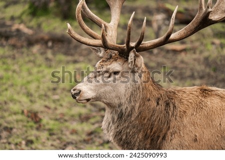 Close-up of a male deer stag buck with huge antlers (Cervidae) Royalty-Free Stock Photo #2425090993