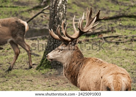 Close-up of a male deer stag buck with huge antlers (Cervidae)